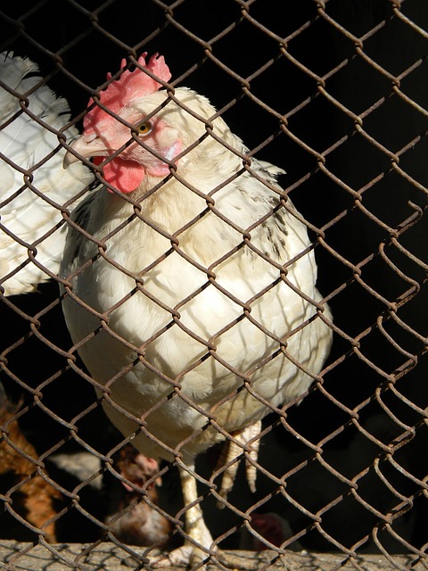 日本足球 日本足球