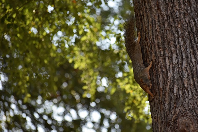 卡诺维克所 卡诺维克所